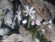Проліски двулисті "Розеа" (Scilla bifolia "Rosea") - 6