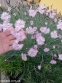 Гвоздики сизі "Басс Пінк" (Dianthus gratianopolitanus "Bath's Pink") - 8