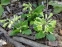 Первоцвіт гібридний "Франческа" (Primula  hybrid "Francesca") - 3