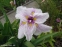 Півники мечоподібні "Грейвудс Кетрін" (Iris ensata "Greywoods Catrina") - 4
