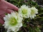 Чемерник гібридний "Дабл Еллен Вайт" (Helleborus × hybridus "Double Еllеn White") - 4