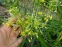 Цибуля жовта (Allium flavum) - 1
