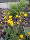 Жовтець повзучий "Флоре плено" (Ranunculus repens f. flore-pleno) - 5