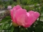 Півонія "Пінк Баблс" (Paeonia "Pink Bubbles") - 2