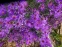 Айстра новобельгійська "Пурпл Доум" (Aster (Symphyotrichum) novi-belgii "Purple Dome") - 1