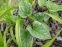 Бруннера великолиста "Ленгтріз" (Brunnera macrophylla "Langtrees") - 4
