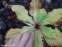 Первоцвіт японський (Primula japonica) або Примула японська - 6