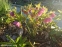 Чемерник гібридний ЛС "Пінк Споттед Лейді" (Helleborus × hybridus LS "Pink Spotted Lady") - 2