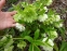 Чемерник гібридний "Дабл Еллен Вайт" (Helleborus × hybridus "Double Еllеn White") - 2