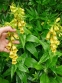 Наперстянка великлквіткова (Digitalis grandiflora) - 3