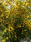 Керрія японська "Пленіфлора" (Kerria japonica "Pleniflora") - 1