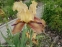 Півники бородаті "Торнбірд" (Iris "Thornbird") - 3