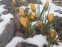 Кокус золотистий "Дороті" (Crocus chrysanthus "Dorothy") - 1
