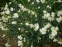 Гвоздики пірчасті "Дабл Вайт" (Dianthus plumarius "Double White") - 1