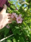 Малина духмяна (Rubus odoratus) - 2