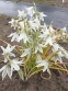Рястка поникла (Ornithogalum nutans) - 1