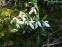 Підсніжник білосніжний (Galanthus nivalis) - 9