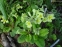 Первоцвіт гібридний "Франческа" (Primula  hybrid "Francesca") - 5
