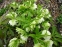 Чемерник гібридний "Дабл Еллен Вайт" (Helleborus × hybridus "Double Еllеn White") - 9