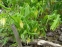 Увулярія великоквіткова (Uvularia grandiflora) - 1