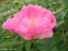 Півонія "Пінк Баблс" (Paeonia "Pink Bubbles") - 8