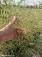 Щучник дернистий "Голдшлаяр" (Deschampsia cespitosa "Goldschleier") - 5