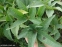 Чемерник нігеркорс "Кенді Лав" (Helleborus × nigercors "Candy Love") - 6