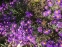 Айстра новобельгійська "Пурпл Доум" (Aster (Symphyotrichum) novi-belgii "Purple Dome") - 2