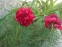 Півонія вузьколиста "Флоре Плена" (Paeonia tenuifolia "Flore Plenа") - 1