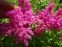 Гадючник пурпуровий "Елеганс" (Filipendula x purpurea "Elegans") - 2