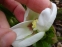 Чемерник гібридний №1  (Helleborus × hybridus) - 6