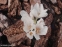 Пізньоцвіт осінній "Альба" (Colchicum autumnal "Alba") - 4