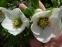 Чемерник гібридний №1  (Helleborus × hybridus) - 11