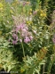 Цибуля кілювата гарненька (Allium carinatum subsp. pulchellum) - 1