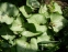 Бруннера великолиста "Лукінг Гласс" (Brunnera macrophylla "Looking Glass") - 4