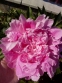 Півонія "Вівід Роуз" (Paeonia "Vivid Rose") - 1