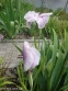 Півники мечоподібні "Грейвудс Кетрін" (Iris ensata "Greywoods Catrina") - 10