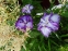 Півники мечоподібні "Харлеквінеск" (Iris ensata "Harlequinesque") - 3
