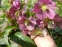 Чемерник гібридний ЛС "Блю Лейді" (Helleborus × hybridus LS "Blue Lady") - 4