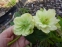 Чемерник гібридний "Дабл Еллен Вайт" (Helleborus × hybridus "Double Еllеn White") - 3