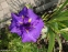 Півники мечоподібні "Перпл Парасол" (Iris ensata "Purple Parasol") - 3