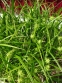 Осока Грея (Carex grayi) - 5