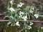 Підсніжник білосніжний (Galanthus nivalis) - 10