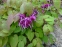 Горянка великоквіткова "Юбае" (Epimedium grandiflorum "Yubae") - 5