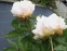 Півонія "Грінленд" (Paeonia "Greenland") - 1
