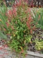 Гірчак стеблообгортний "Файртейл" (Persicaria amplexicaule "Firetail") - 7