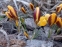 Кокус золотистий "Геральд" (Crocus chrysanthus "Herald") - 1