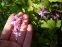 Горянка великоквіткова "Лілафея" (Epimedium grandiflorum "Lilafea") - 3