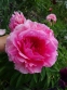 Півонія "Роуз Харт" (Paeonia "Rose Heart") - 5