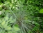 Вівсюнець вічнозелений (Avena sempervirens) - 2